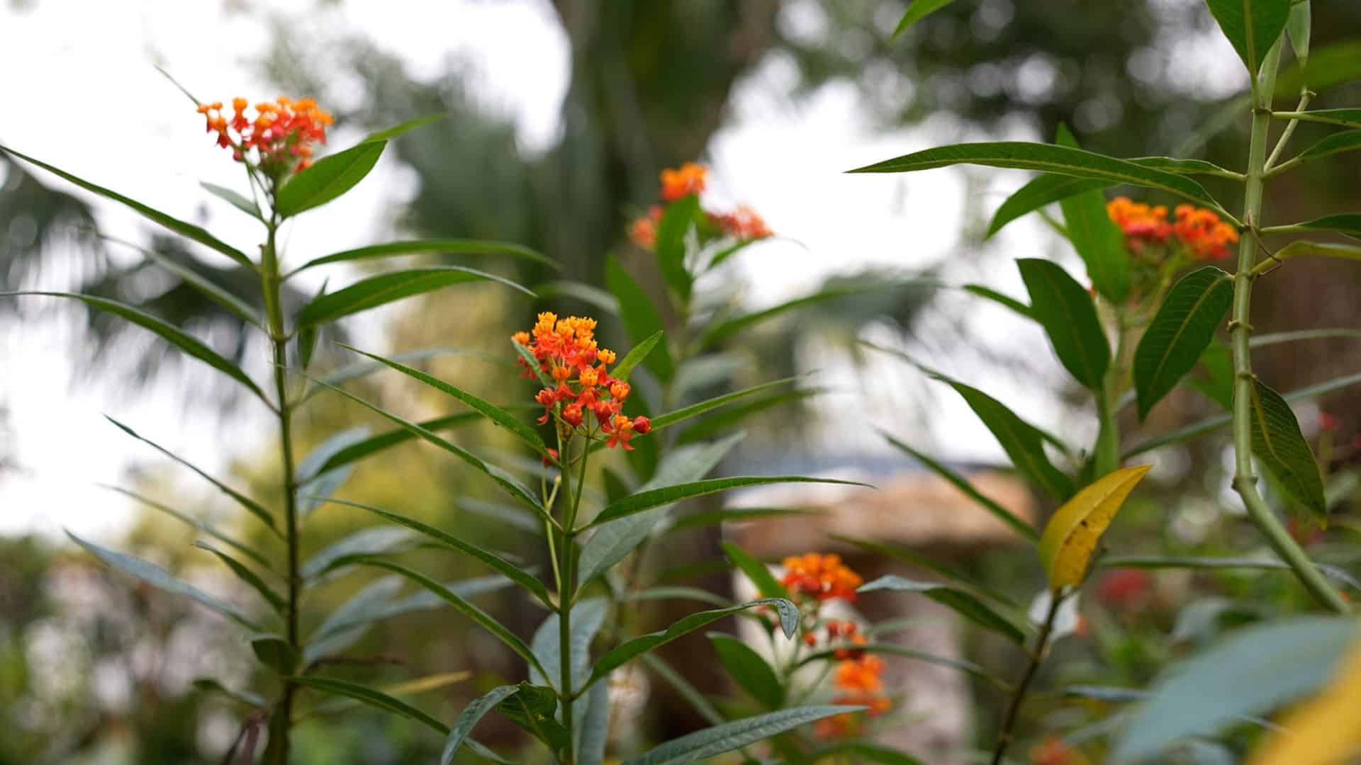 Flower details 5 1920x1080